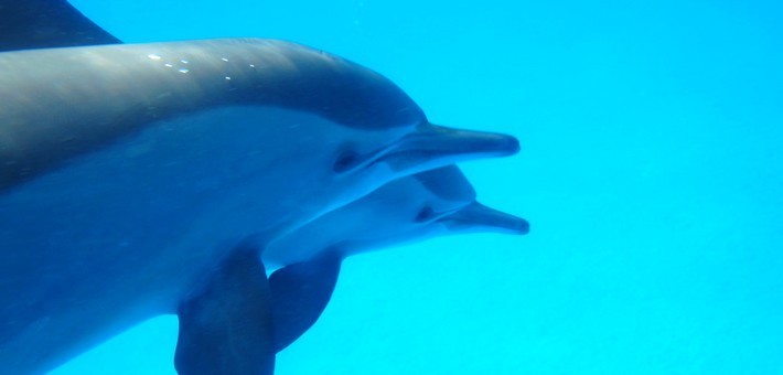 rencontre baleine canada